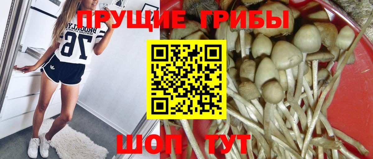 купить наркотик  Галлюциногенные грибы MAGIC MUSHROOMS  Вход с VPN  Торжок 